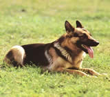 Adestramento de cães em Duque de Caxias