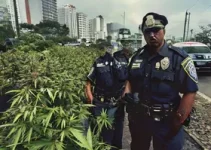 maconha