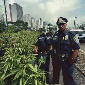 maconha